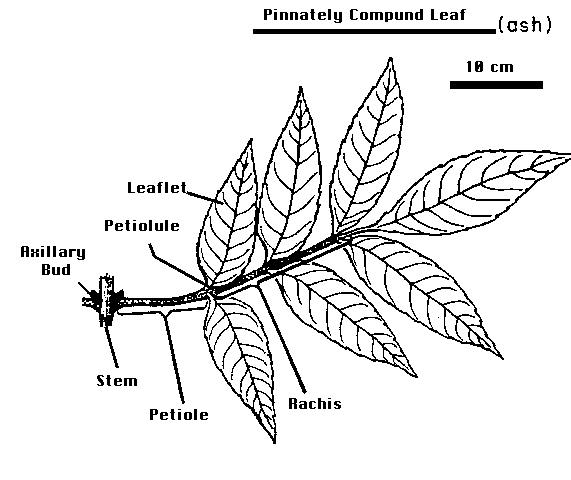 department-of-botany